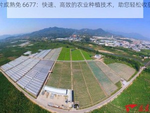 啊片成熟免 6677：快速、高效的农业种植技术，助您轻松收获丰收