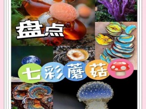 蘑菇视频 mogula：引领潮流的视觉盛宴