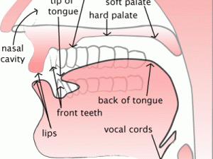 欧美 vocal 的 rape 教学课程：帮助你快速掌握欧美 vocal 的技巧