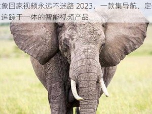 大象回家视频永远不迷路 2023，一款集导航、定位、追踪于一体的智能视频产品