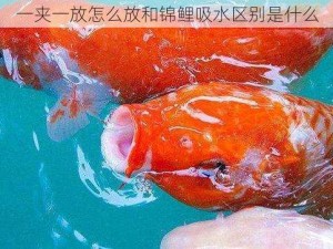 一夹一放怎么放和锦鲤吸水区别是什么