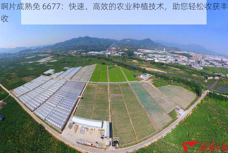 啊片成熟免 6677：快速、高效的农业种植技术，助您轻松收获丰收