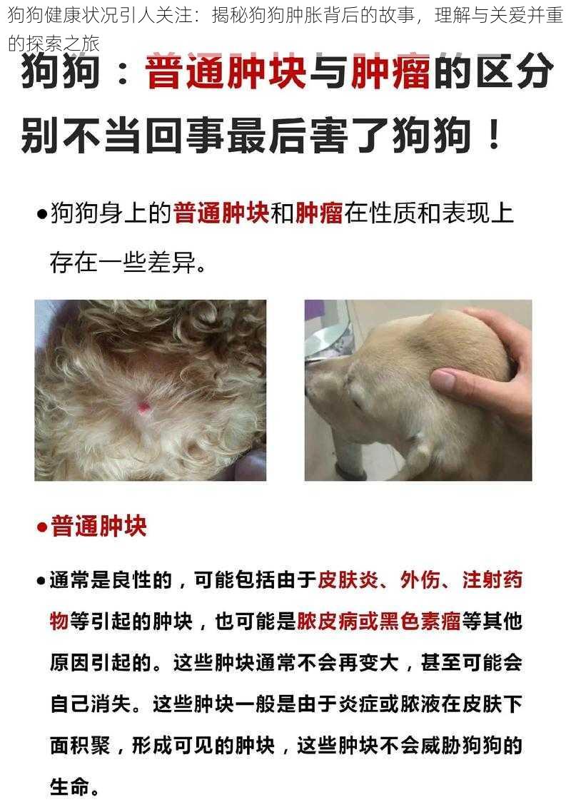 狗狗健康状况引人关注：揭秘狗狗肿胀背后的故事，理解与关爱并重的探索之旅