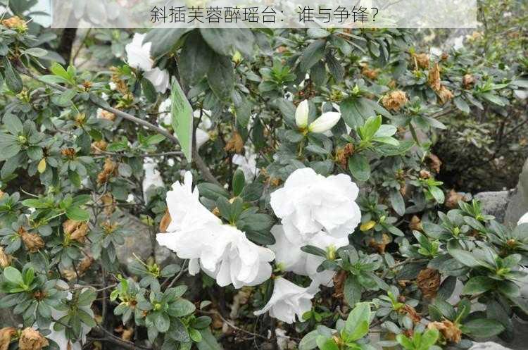 斜插芙蓉醉瑶台：谁与争锋？