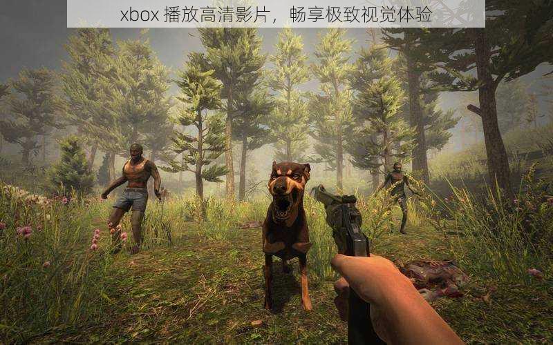 xbox 播放高清影片，畅享极致视觉体验